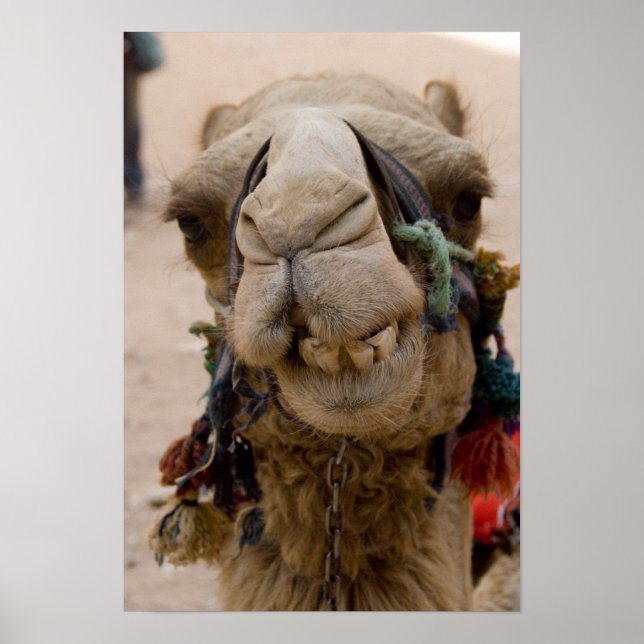 Jordanien, den antika staden Petra i Nabataean. Lo Poster (Framsidan)