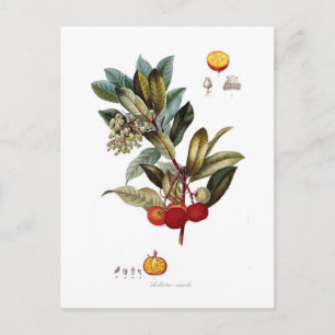 Jordbärsträd (Arbutus unedo) Vykort