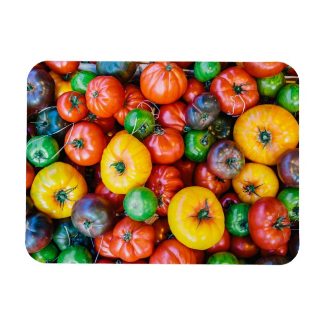 Jordbruk | Colorful Tomato Harvest Magnet (Horisontell)