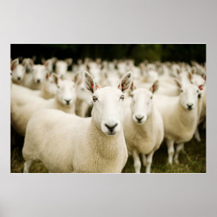Jordbruk Fårbesättning Poster