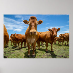 Jordbruk Grupp för brun kummel Poster