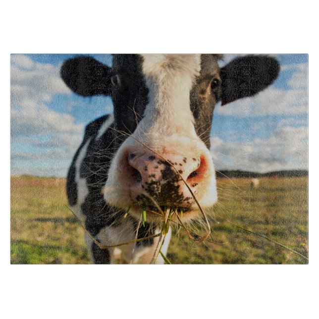 Jordbruk | Holstein Cow Chewing (Framsidan)