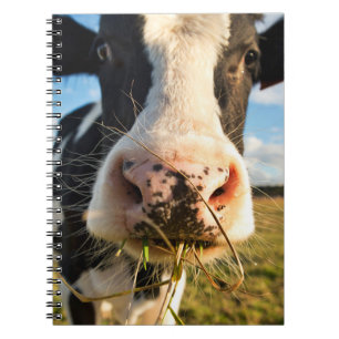 Jordbruk   Holstein Cow Chewing Anteckningsbok