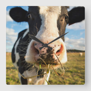 Jordbruk   Holstein Cow Chewing Fyrkantig Klocka