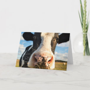 Jordbruk Holstein Cow Chewing Kort