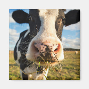 Jordbruk   Holstein Cow Chewing Magnet