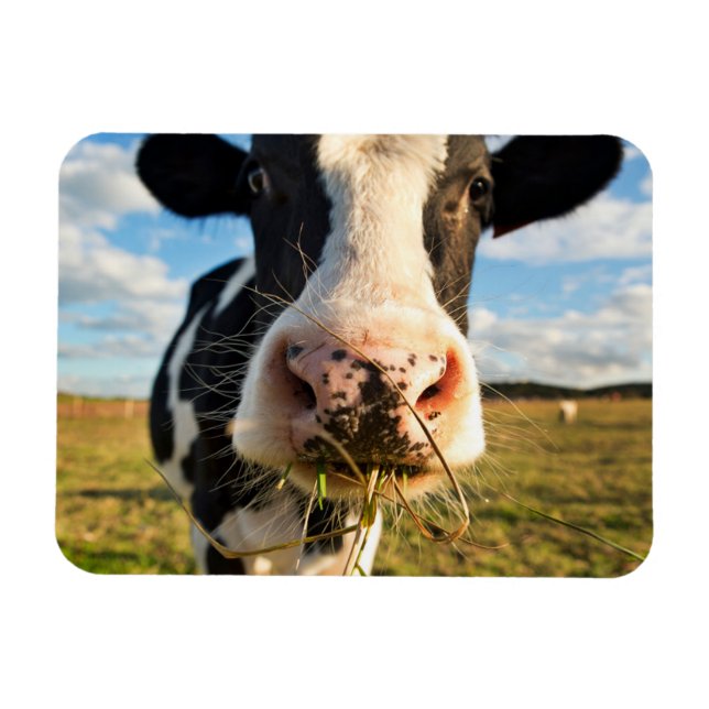 Jordbruk | Holstein Cow Chewing Magnet (Horisontell)