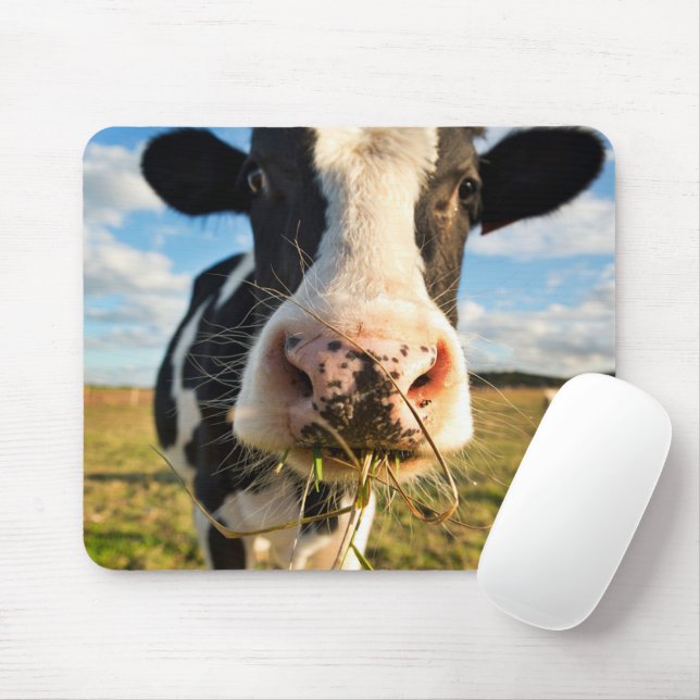 Jordbruk | Holstein Cow Chewing Musmatta (Med mus)
