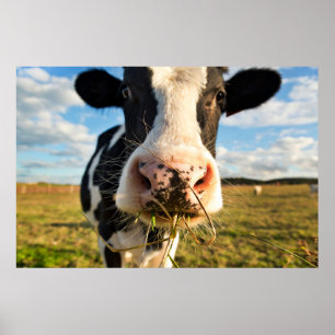 Jordbruk Holstein Cow Chewing Poster