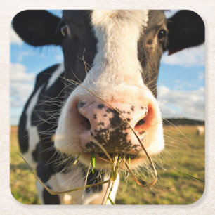 Jordbruk   Holstein Cow Chewing Underlägg Papper Kvadrat