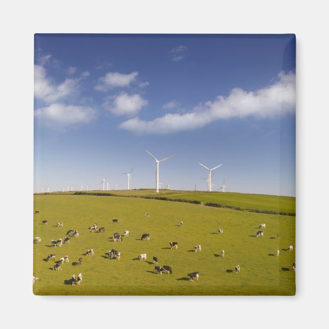 Jordbruk | Kor nära Kvarn Magnet (Framsidan)