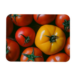 Jordbruk Shiny Red & Gult Tomates Magnet
