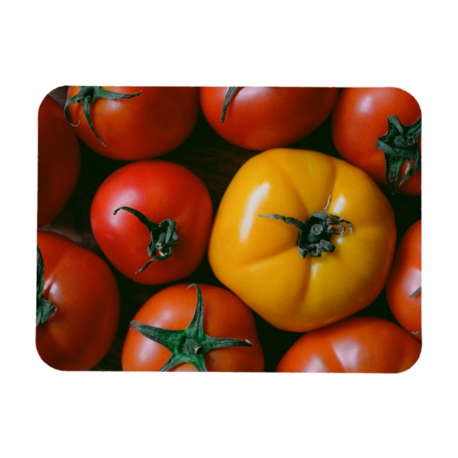 Jordbruk | Shiny Red & Gult Tomates Magnet (Horisontell)