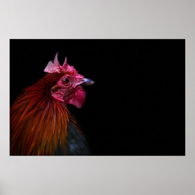 Jordbruk | Tupp Head Shot Poster (Framsidan)