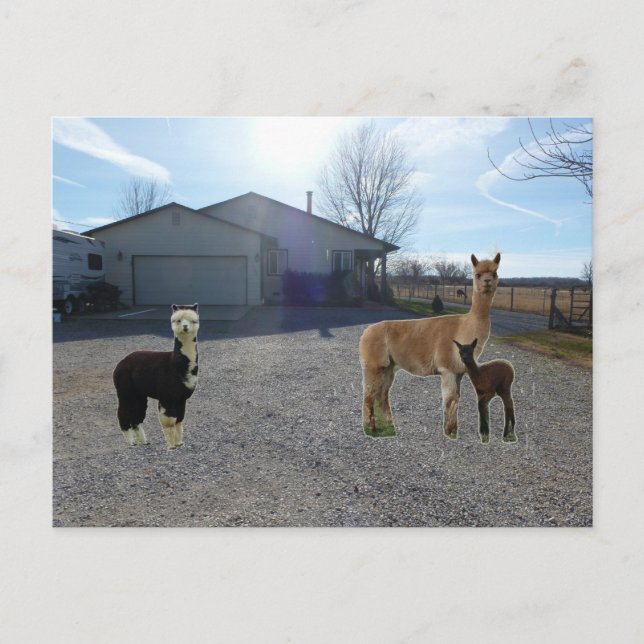 Jordbruk Vykort (Framsida)