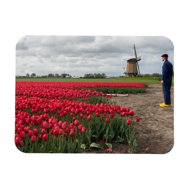 Jordbrukare som inspekterar sina tulpaner och kvar magnet (Horisontell)