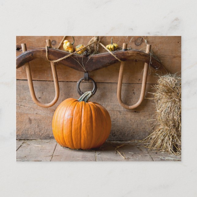 Jordbrukarmuseet. Pumpkin i ladan med hö Vykort (Framsida)