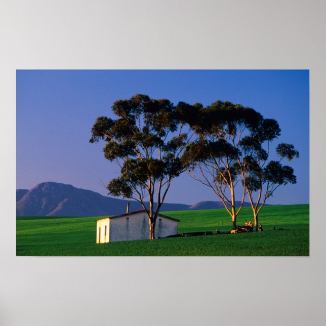 Jordbruksarbetares stuga och vete Fält, Overberg Poster (Framsidan)