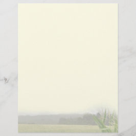 Jordbrukslandskap med blank majsplantor