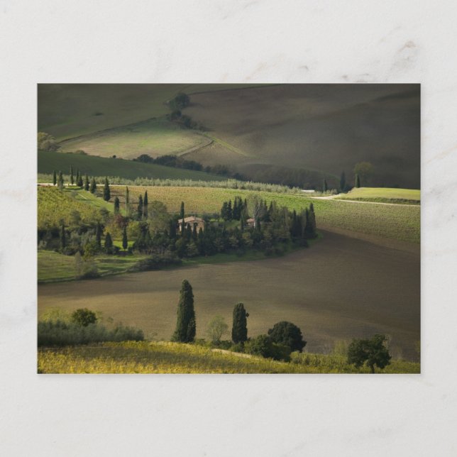 Jordbruksmark runt Montepulciano, Toskana, Italien Vykort (Framsida)