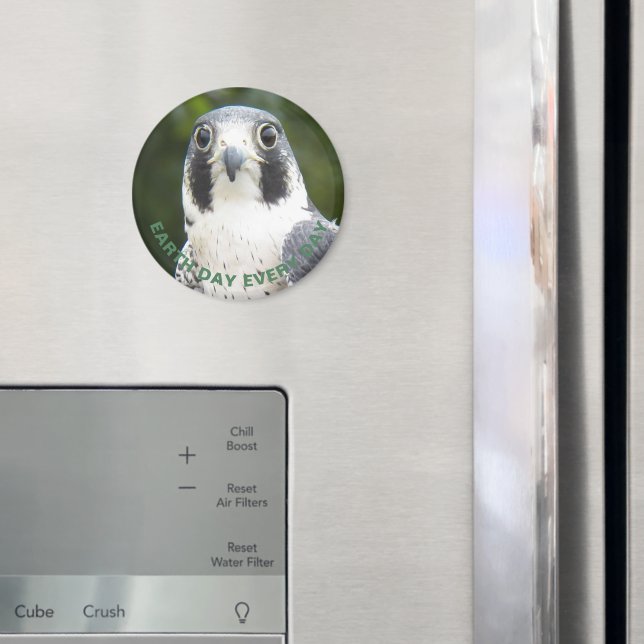 Jorddag varje dag, varje dag, Peregrine Falcon Pho Magnet (In Situ (Fridge))