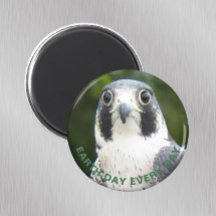 Jorddag varje dag, varje dag, Peregrine Falcon Pho