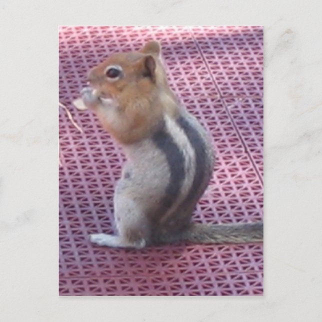 Jordekorre Vykort (Framsida)