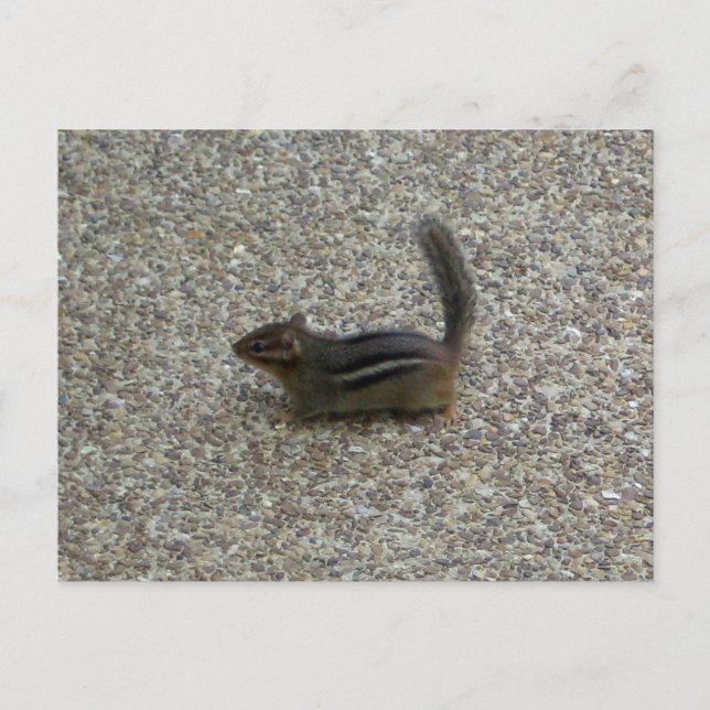 Jordekorre Vykort (Framsida)