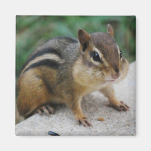 Jordekorrekinder Magnet