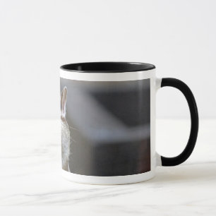 Jordekorremugg Mugg