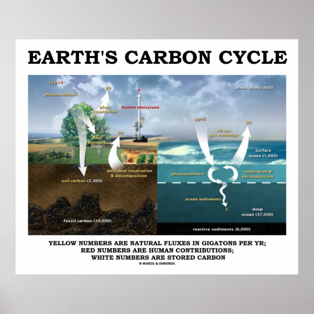 Jordens kolcykel (Earth Science) Poster (Framsidan)
