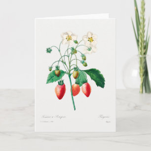 Jordgubb botaniskt tryck kort