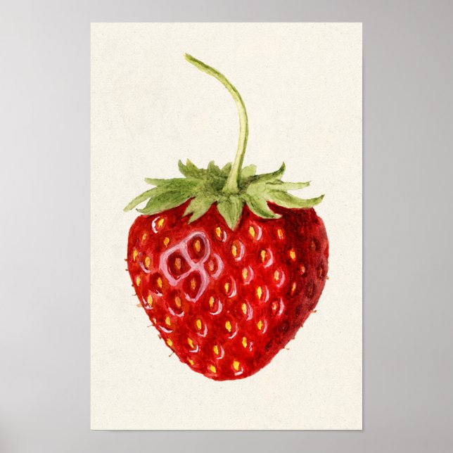 Jordgubbar (Fragaria) Färgmålning på frukt Poster (Framsidan)
