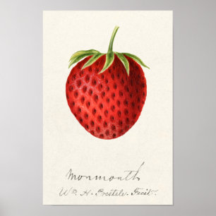 Jordgubbar (Fragaria) Färgmålning på frukt Poster