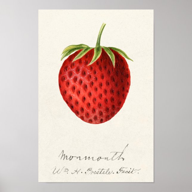 Jordgubbar (Fragaria) Färgmålning på frukt Poster (Framsidan)