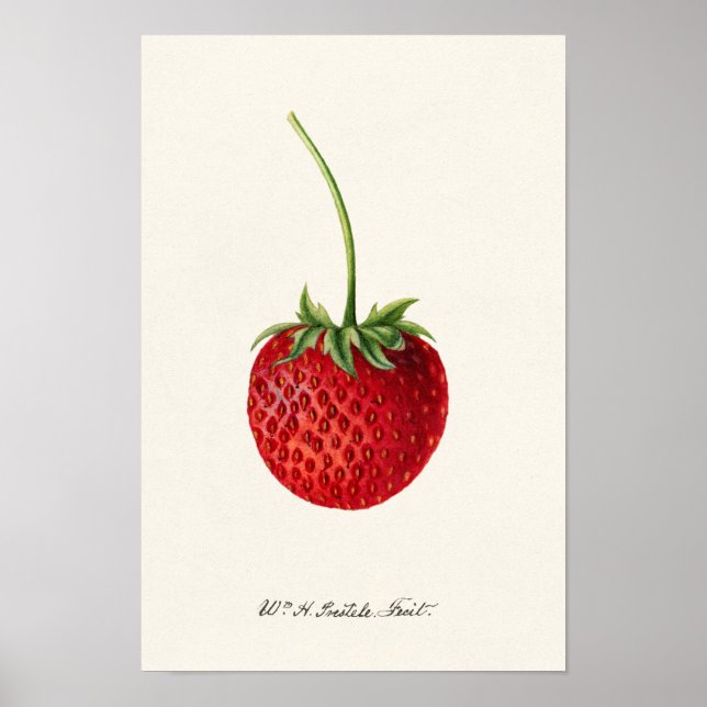 Jordgubbar (Fragaria) Färgmålning på frukt Poster (Framsidan)