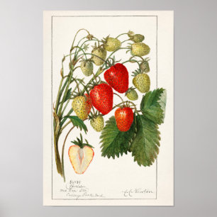 Jordgubbar (Fragaria) Färgmålning på frukt, vatten Poster