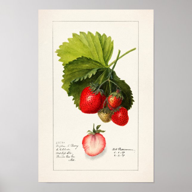 Jordgubbar (Fragaria) Färgmålning på frukt, vatten Poster (Framsidan)