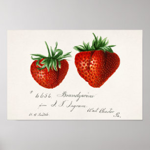 Jordgubbar (Fragaria) Färgmålning på frukt, vatten Poster
