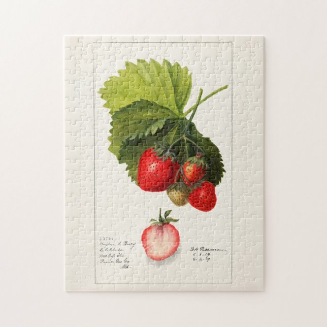 Jordgubbar (Fragaria) Färgmålning på frukt, vatten Pussel (Vertikal)
