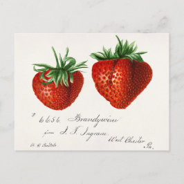Jordgubbar (Fragaria) Färgmålning på frukt, vatten Vykort