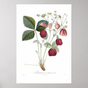 Jordgubbar,Fraisier de Montreuil Poster