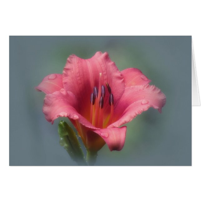 Jordgubbar och blått - daglig hälsningskort (Framsidan Horizontal)