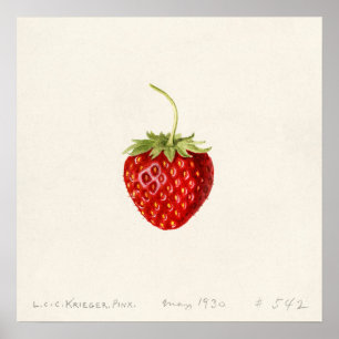 Jordgubbe (Fragaria) (1930) av Louis Charles Poster