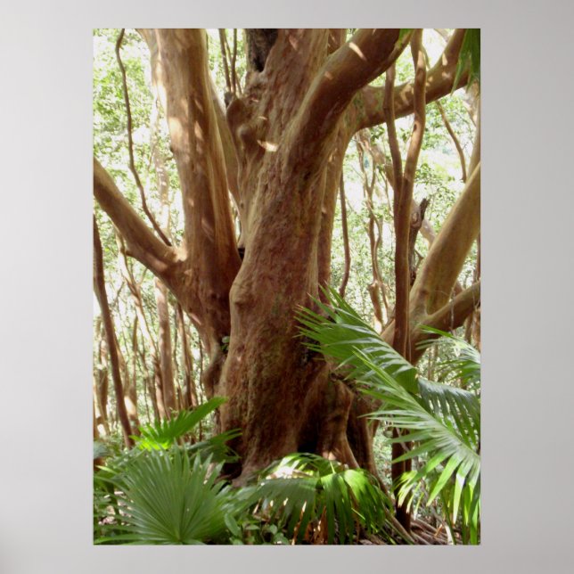 Jordgubbe Guava Träd och Handflatan Poster (Framsidan)