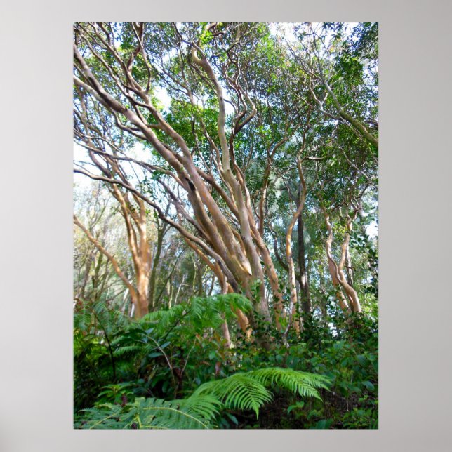 Jordgubbe Guava Träd Poster (Framsidan)