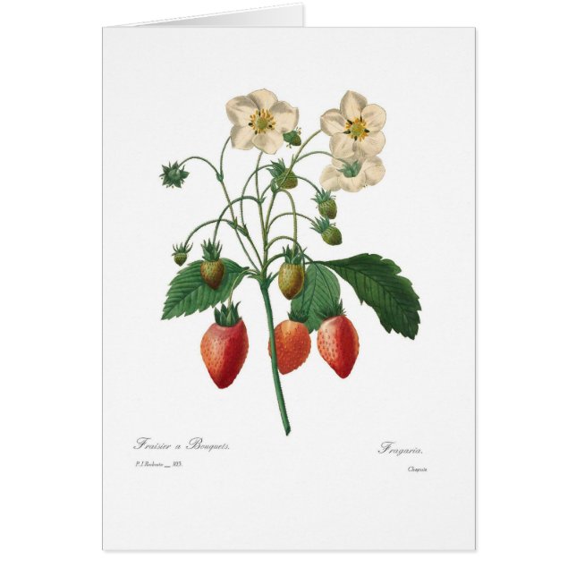 Jordgubbe Hälsningskort (Framsidan)