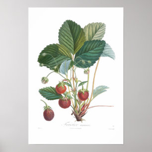 Jordgubbe Poster