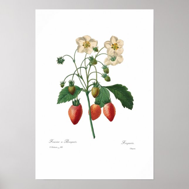 Jordgubbe Poster (Framsidan)