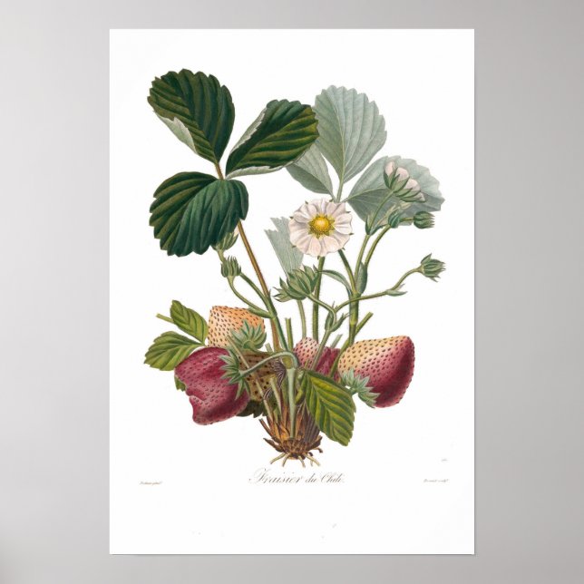 Jordgubbe Poster (Framsidan)